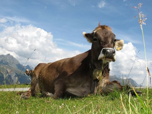 cow austria mountains