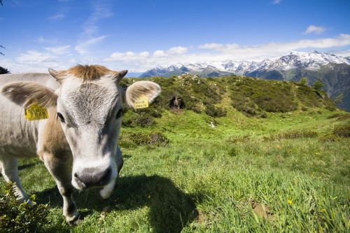 cow landscape mountains