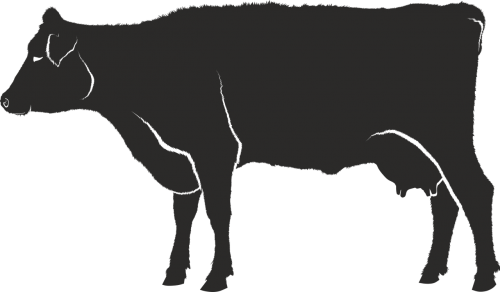 cow silhouette black