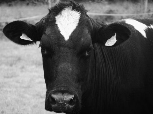 cow portrait animals