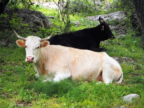 cow cows black