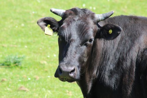 cow farm livestock