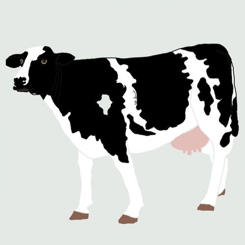 cow animal farm animal