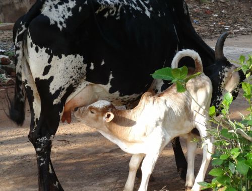 cow feeding motherly love