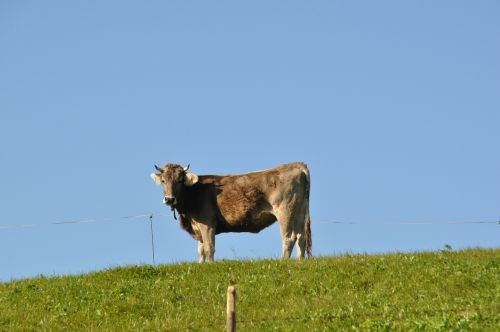 cow meadow ruminant