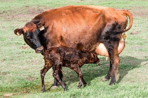 cow calf newborn calf