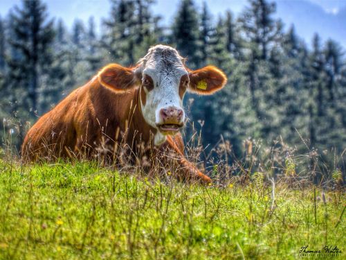 cow cattle mountain meadows