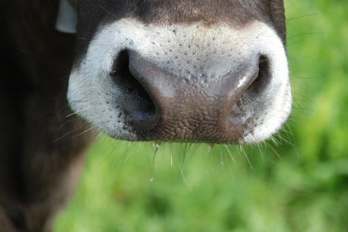 cow graze landscape