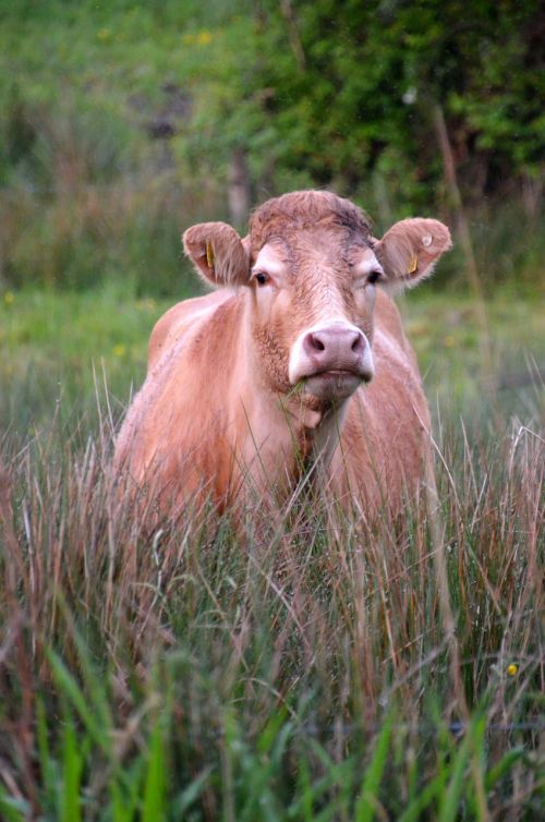 cow pasture beef