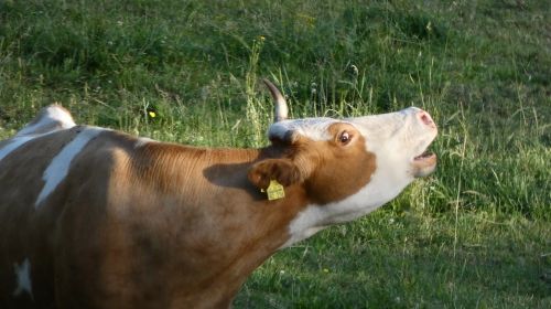 cow meadow black forest