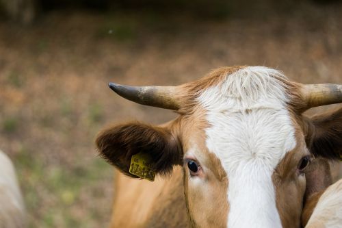 cow horn close