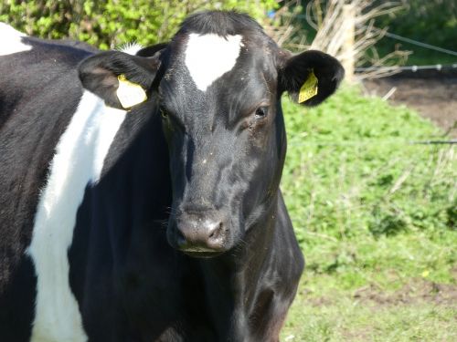 cow fresian black and white