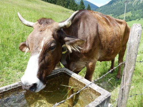 cow cow calf allgäu