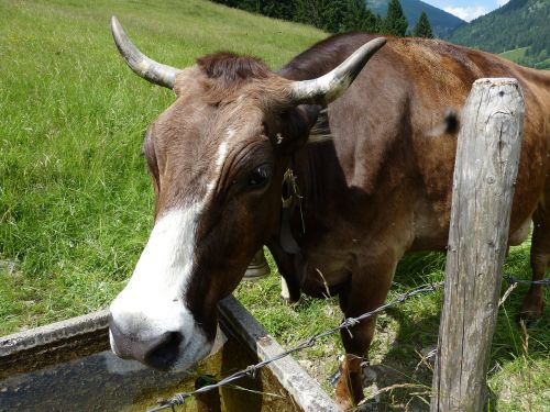 cow cow calf allgäu