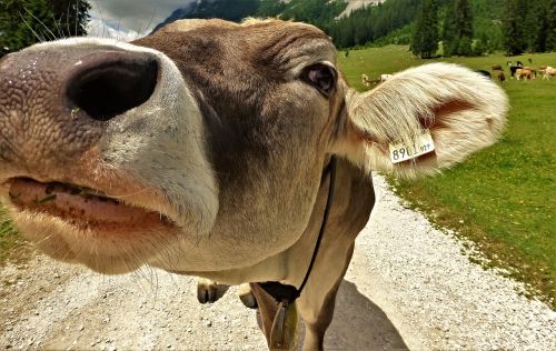 cow beef herd animal