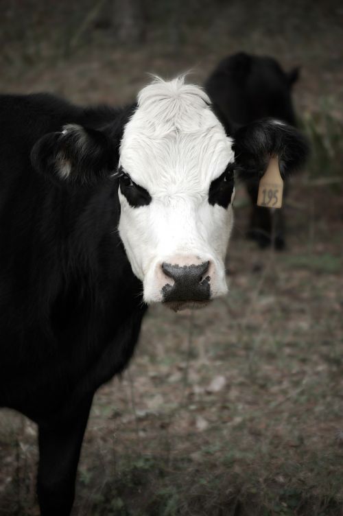 cow bovine mammal