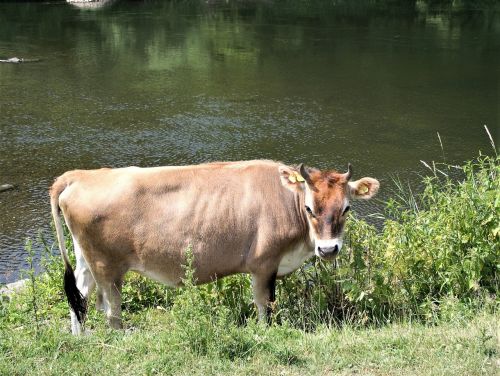 cow nature beef