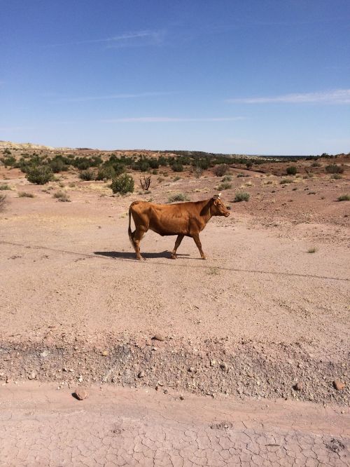 cow cattle desert