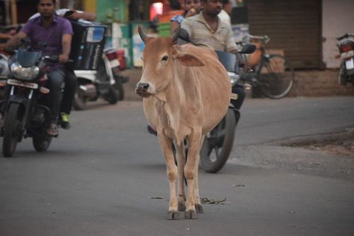 cow street road