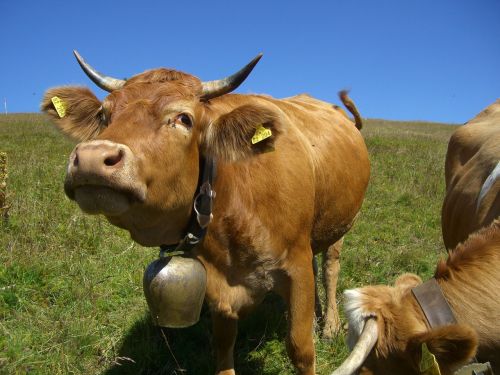 cow cowboy bell