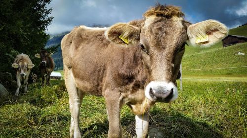 cow switzerland hike