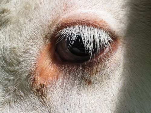 cow eye eyelashes
