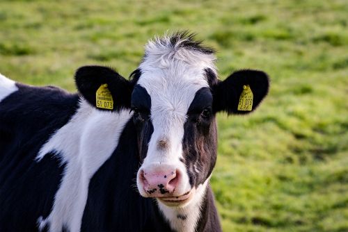 cow pasture grass