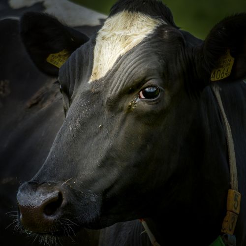 cow ox bovine