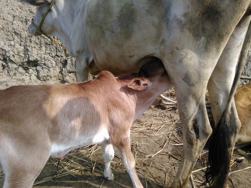 cow village animal