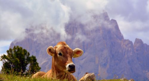 cow dolomites rest