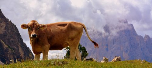 cow dolomites rest