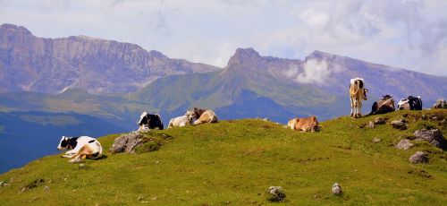 cow dolomites rest