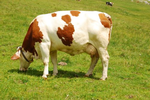 cow pasture grass