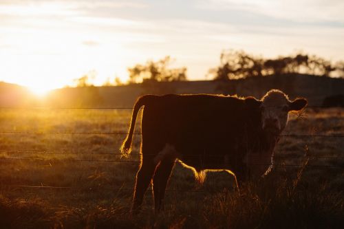 cow cattle animal