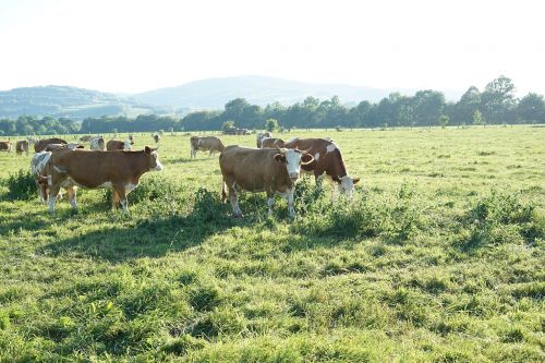 cow cows farm