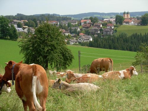 cow landscape germany