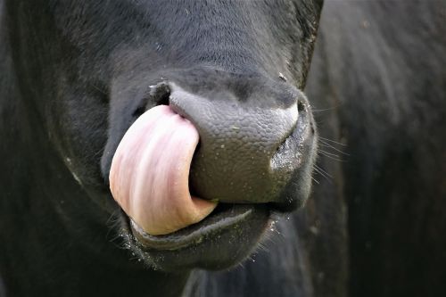 cow tongue nose