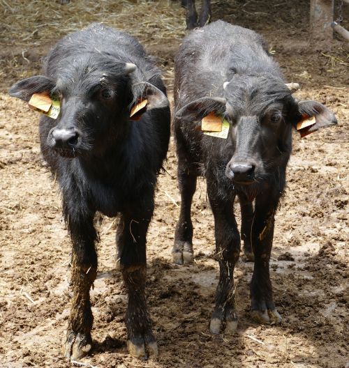 cow buffalo water buffalo