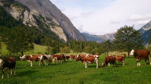 cow kühe landschaft