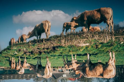 cow calf cattle