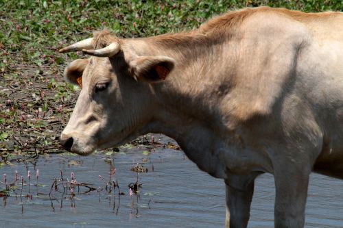 cow manzanares spain river