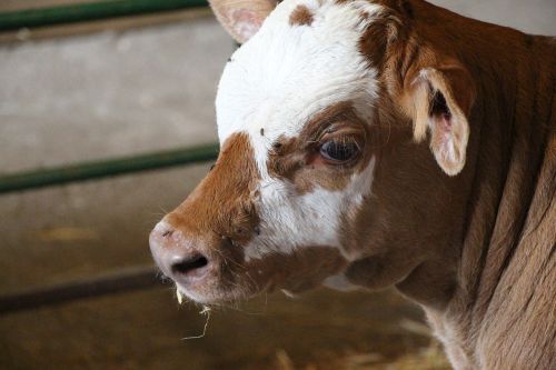 cow calf farm