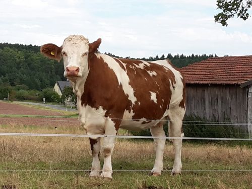 cow pasture summer