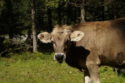 cow beef pasture