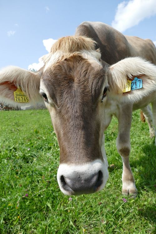 cow curiosity allgäu