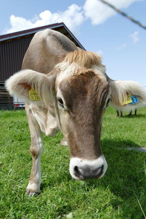 cow cattle allgäu