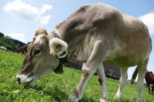 cow cattle allgäu