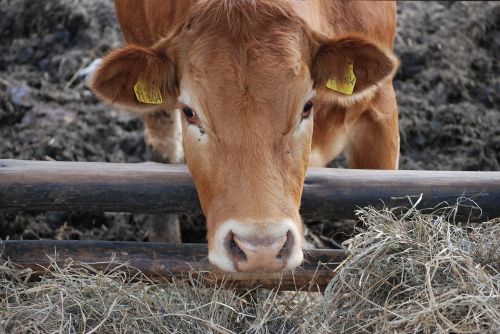 cow cows village