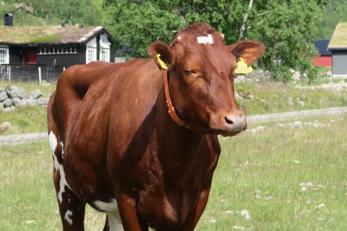 cow the nature of the environment