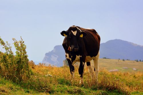 cow prato mountain